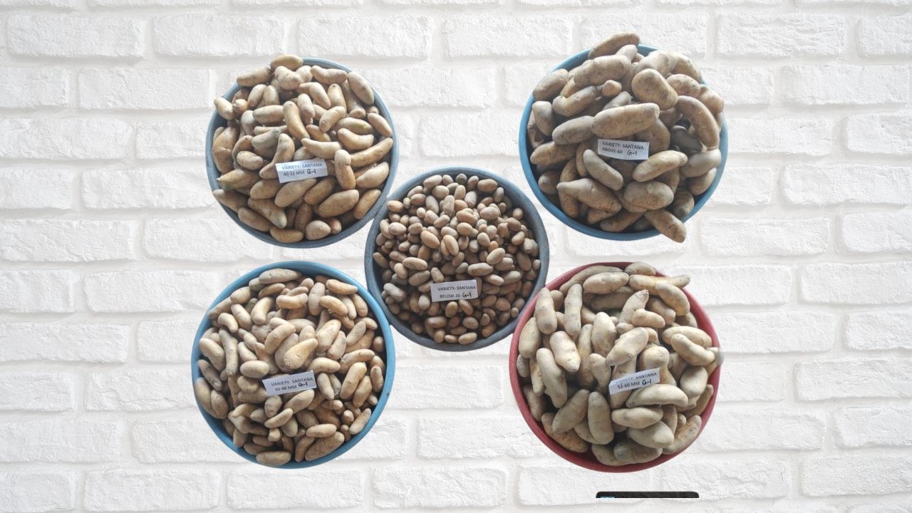 Santana G1 seed potatoes, precision-graded into five size categories, displayed on a white-brick wall